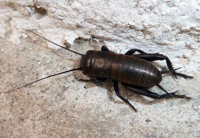 Gryllus bimaculatus?